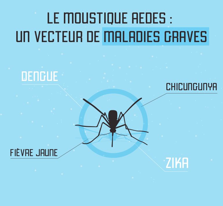 Aedes-Maladies-graves Aedes-Maladies-graves